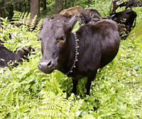 Pahadi Cow Desi Ghee Pahadi Cow Desi Ghee